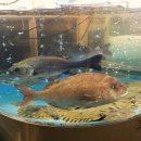 누렁이야식 이미지