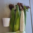 김동호 농장 이미지