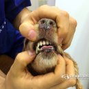 다나아 동물병원 이미지