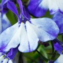 로벨리아(lobelia) 이미지