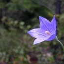 반려동물관리사자격증 이미지