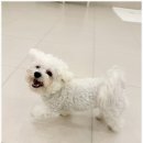 일산애견호텔 강아지유치원 맘바이일산점 이미지