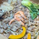 미사 샤브샤브 무한리필 : 편백상회 / 가성비 맛집 솔직후기