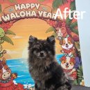 왈로하그루밍 이미지