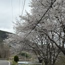 삼미모텔 | 벚꽃과 함께한 하동의 봄 🌸🌷🌺