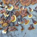 자연산 영지버섯 이미지