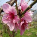 작은별장 이미지