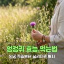 토종흰민들레식품 | 엉겅퀴 효능과 먹는법, 엉겅퀴즙부터 실리마린 차이까지