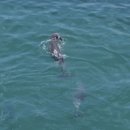 어린 새끼 들어올리는 어미 남방큰돌고래의 모정… 일년새 벌써 7번째 죽음 이미지