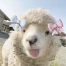 나에개로 이미지