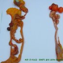 김윤수농장 Daum카페