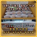 강원도 고랭지 청옥산 사과 10kg 언박싱 후기