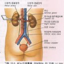 신장
