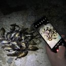 볼락 밤낚시 체험 | 남해가볼만한곳, 볼락 밤낚시 체험