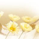 에볼루션인베스트먼트 이미지