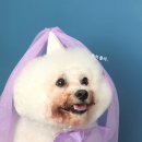 다미살롱 이미지