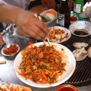 맨손고기잡이 Daum카페
