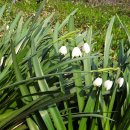 스노우드롭 이미지