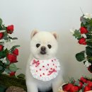알로하펫 네이버블로그