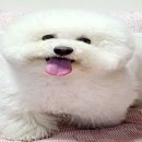 르까듀 이미지