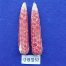 강원도농업기술원 이미지