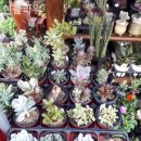 현플라워 이미지