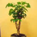 수림전국꽃배달 이미지