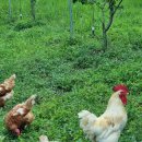 자연 제1농장 이미지