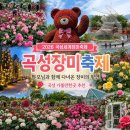 2026 곡성장미축제 후기｜부모님 모시고 다녀온 섬진강기차마을, 곡성 가볼만한곳