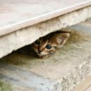 도심속의 평화 이미지