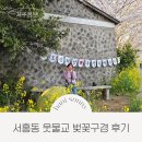 서홍동-7 | 서귀포 벚꽃명소 웃물교 벚꽃 축제 1, 2일차 후기 주차 꿀팁