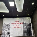 브리티쉬숏헤어 캐터리 | 브리티쉬 숏헤어 캐터리 샤인모어 14-15th TICA-TKBS CAT SHOW 캣쇼후기🏆
