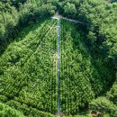 바다와 숲 이미지