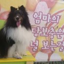 맨즈펫 이미지