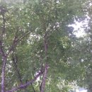 아우라 농장 이미지