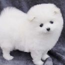 보송보송 이미지