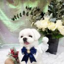 단델리온 견살롱 이미지