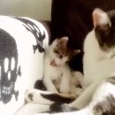 엄마 그루밍 따라하는 아기 고양이🐱.gif 이미지