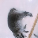 에덴미어캣프랜즈 이미지