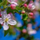 꽃피는 풍경 이미지