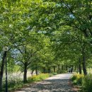 저류지 | [셀프스냅] 강릉 셀프 웨딩촬영 후기 1탄(경포생태저류지 메타세콰이어길 셀프스냅 장소 + 준비물)