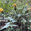 울산도깨비바늘 야생화를 찾아서(651) 이미지