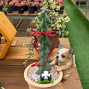 햇빛농장2 | 조아저씨네 다육농장, 카페 무던-부모님과 함께한 제천 나들이