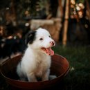 강아지삼촌 이미지