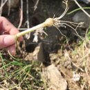 매화강산 | 시댁 밭에서 달래 캐다 진심 됐습니다 | 봄나물 채집기와 달래 한상 차림