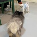 토토애견 | 울산 북구 호계 실내 애견 동반 카페 토토 만족했던 후기