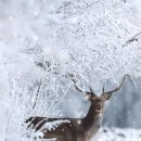 그리린 이미지