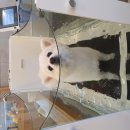 왕짱애견유치원 이미지