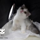 CatFlower | ♡ 대전 서구 갈마동 고양이 분양 샵 * 꽃냥 * 분양 후기 * 창원 고객님 먼치킨 숏레그 킬트 ♡