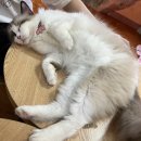 [마포] 가족들도 연인들도 모두 만족할 실내 동물원 &lt;테이블에이 홍대점&gt; 추천 후기